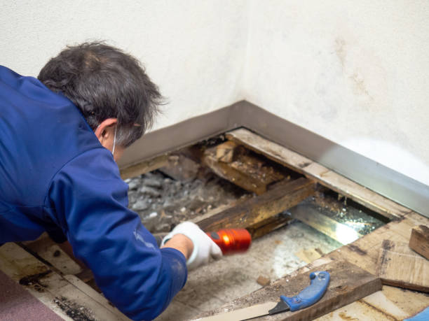 Best Office Mold Removal Services  in Secaucus, NJ