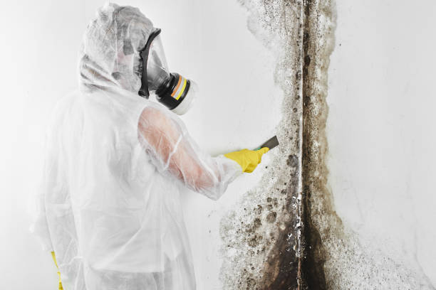 Best Black Mold Removal  in Secaucus, NJ