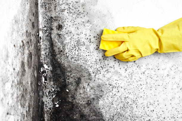 Best Emergency Mold Removal  in Secaucus, NJ