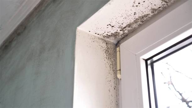 Best Professional Mold Removal  in Secaucus, NJ