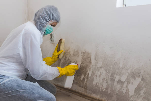Best Commercial Mold Removal  in Secaucus, NJ