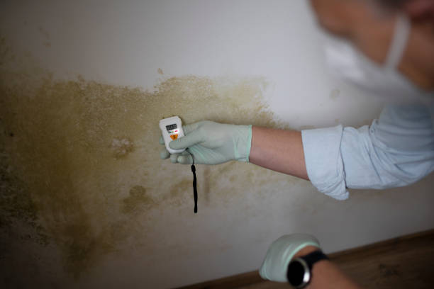 Best Mold Remediation  in Secaucus, NJ