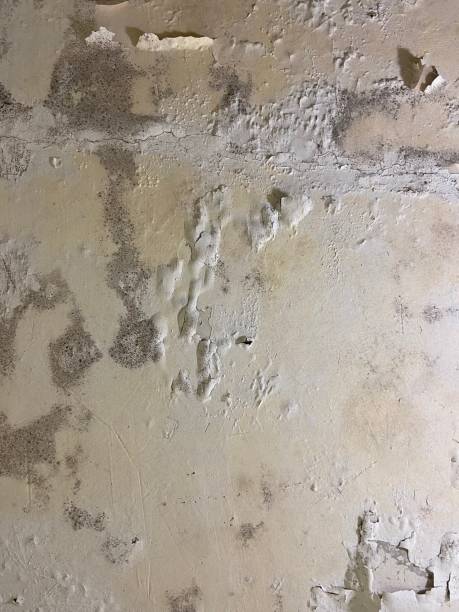 Best Local Mold Removal Service  in Secaucus, NJ