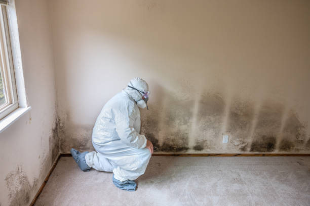 Best Affordable Mold Removal  in Secaucus, NJ