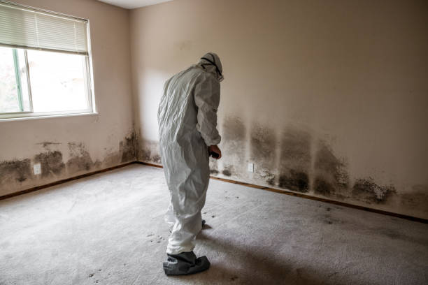 Best Affordable Mold Removal  in Secaucus, NJ