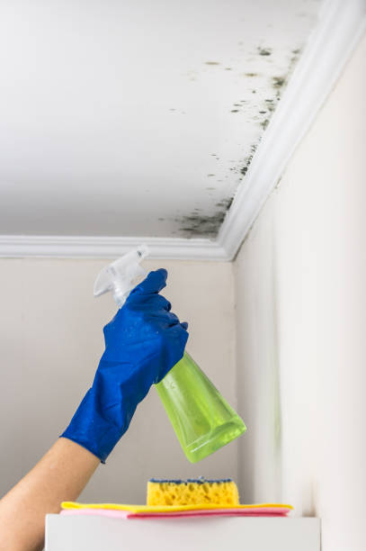 Best Mold Inspection  in Secaucus, NJ