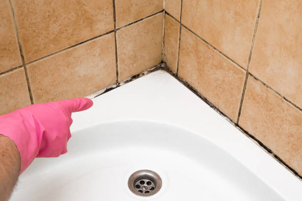 Trusted Secaucus, NJ Mold Removal Experts